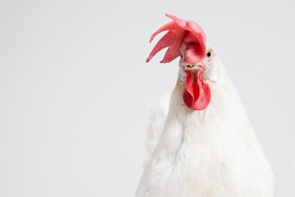 what is a cockerel