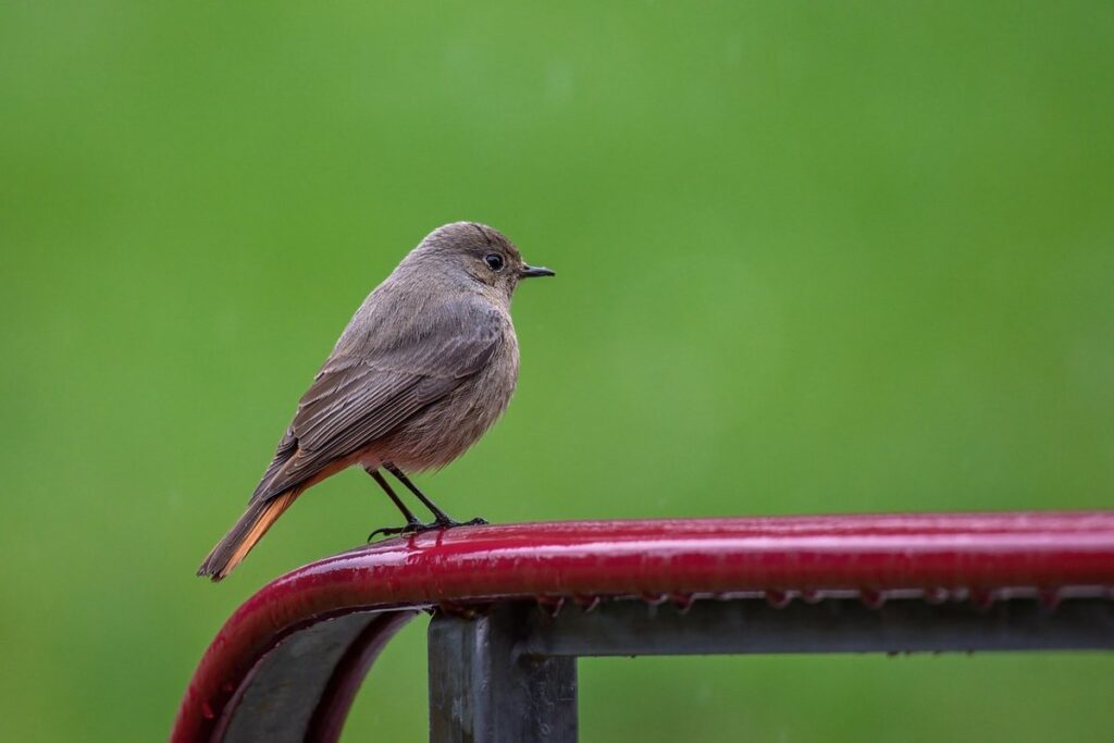 common bird diseases