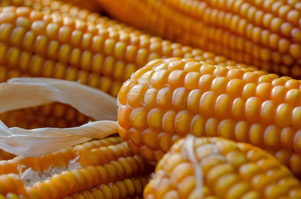 corn for chicken feed