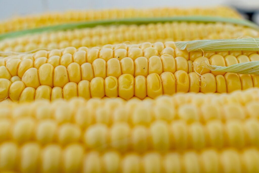 organic cracked corn for chickens