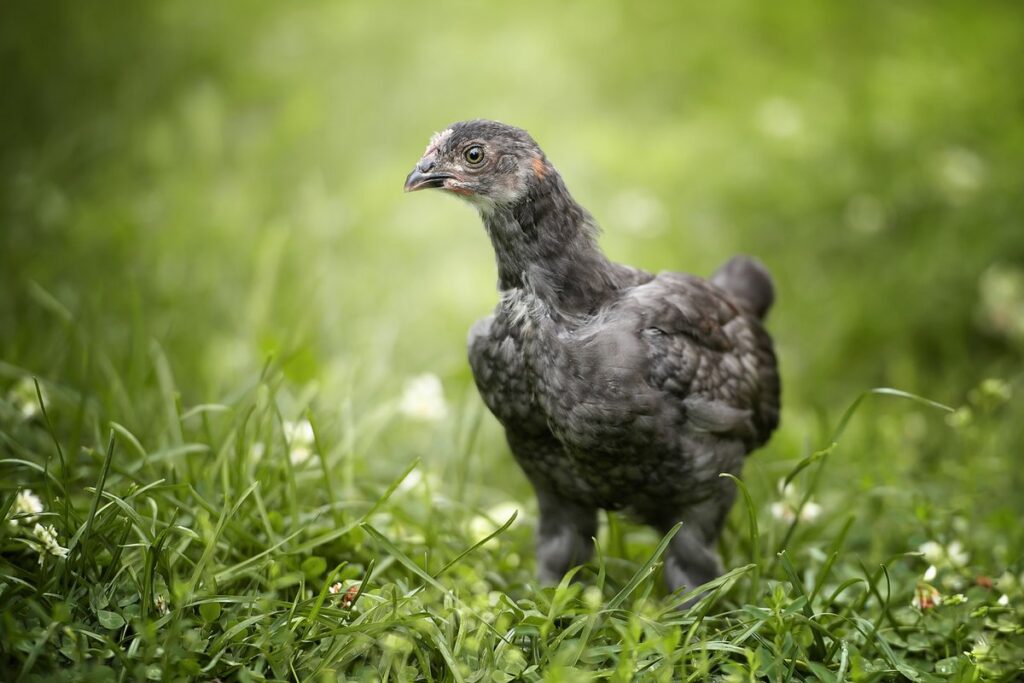 day old chicks