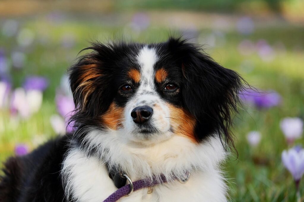 best dog for chickens protection