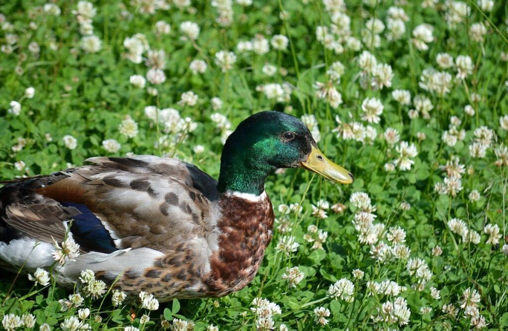 domestic duck