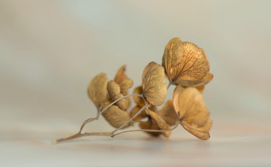 dried peas for chickens