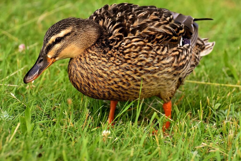 duck natural predators