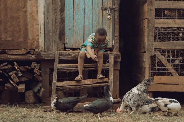 mixing ducks and chickens