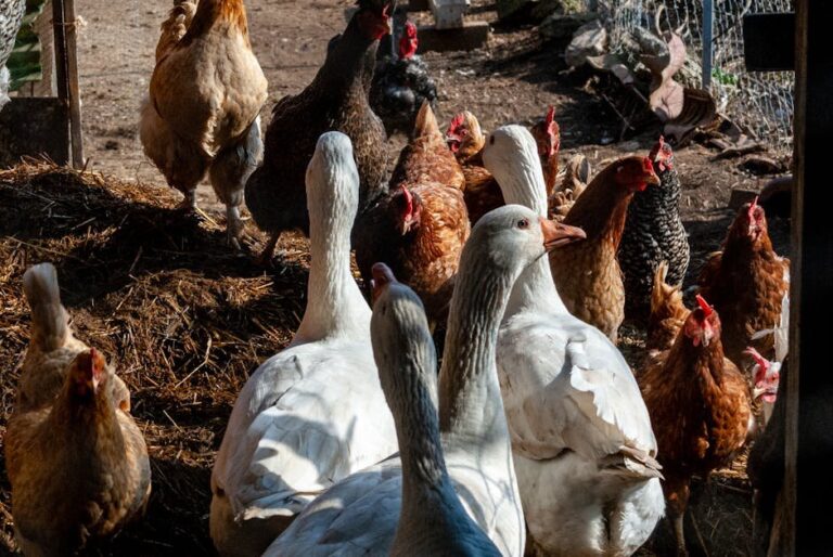 do ducks eat chicken