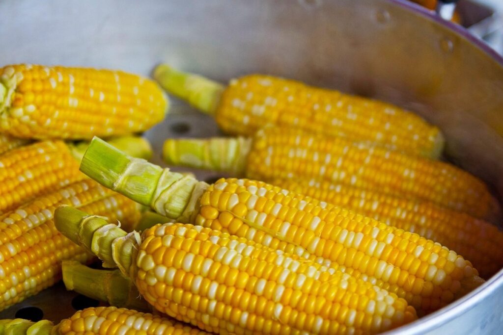 do chickens like corn