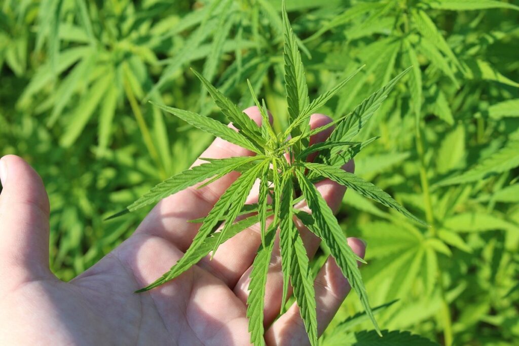 hemp bedding for ducks