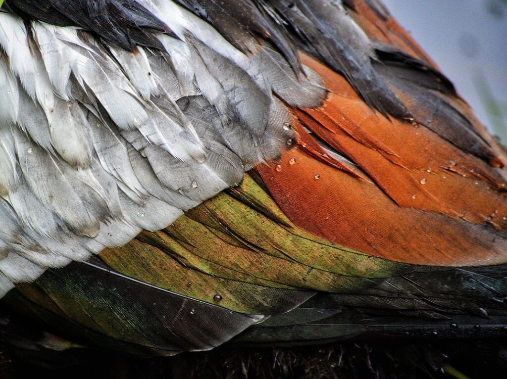 do ducks have wings