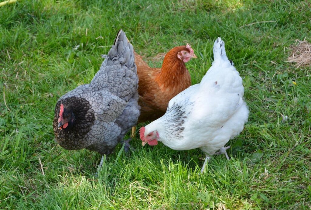 easter laying hens