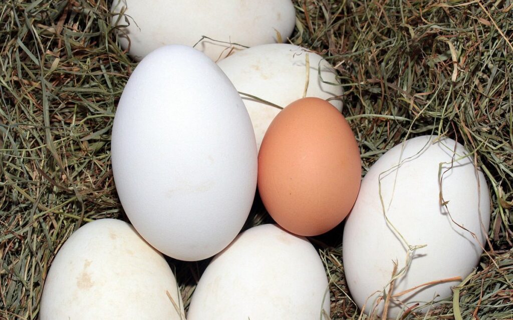 store bought eggs vs fresh egg