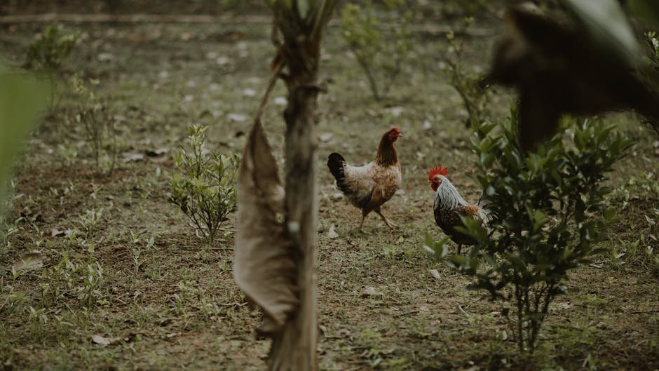 Feather mites in chickens -> Chicken feather mite