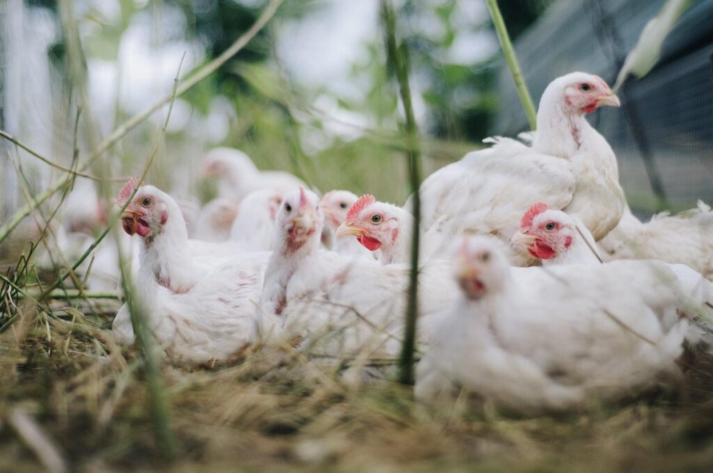 poultry flock monitoring