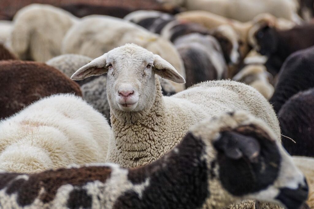 best practices for flock integration