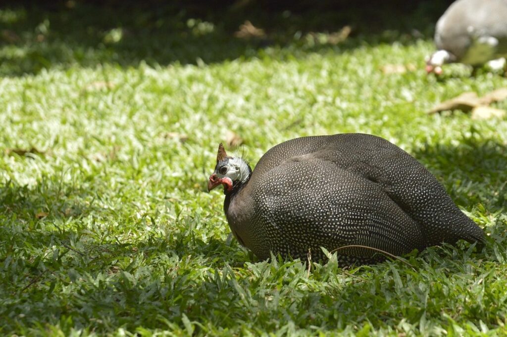 french guinea hens