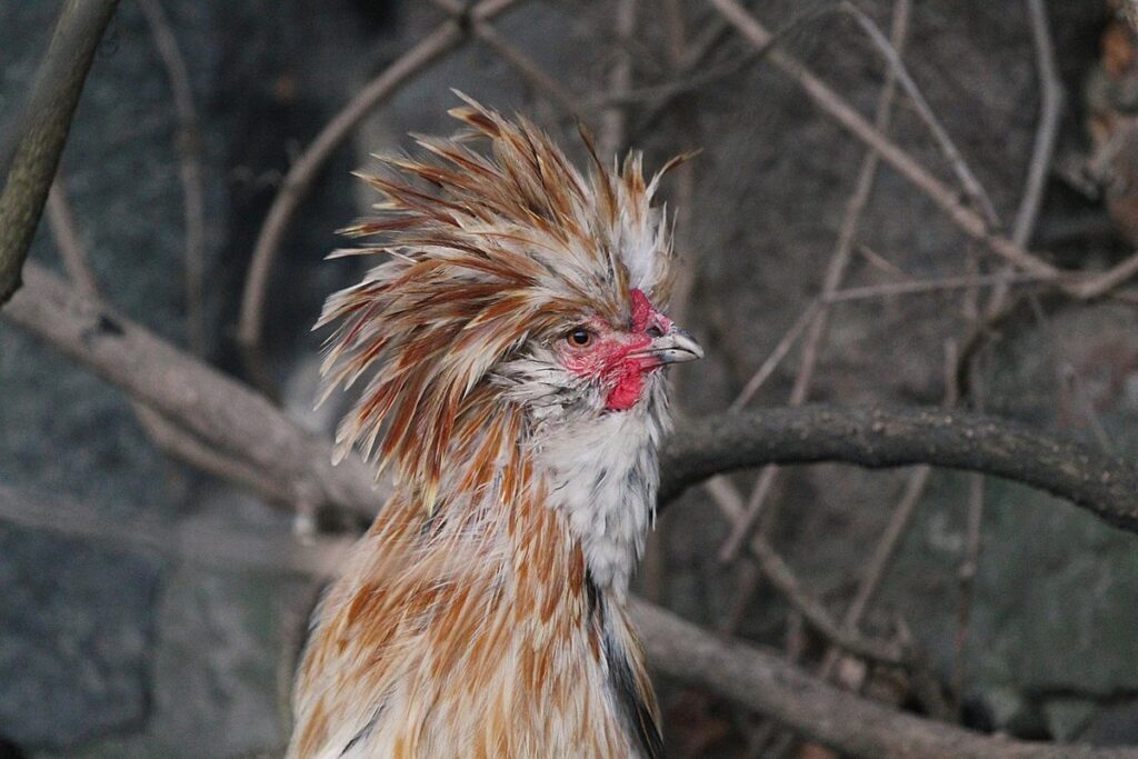 frizzle polish hen