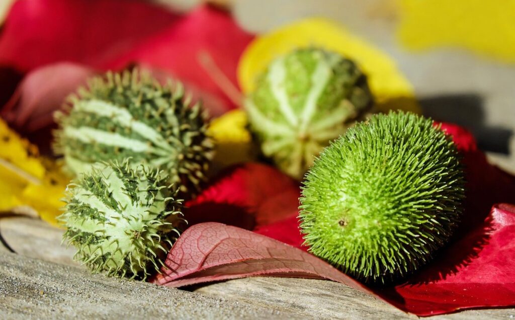 what fruits and vegetables can chickens eat
