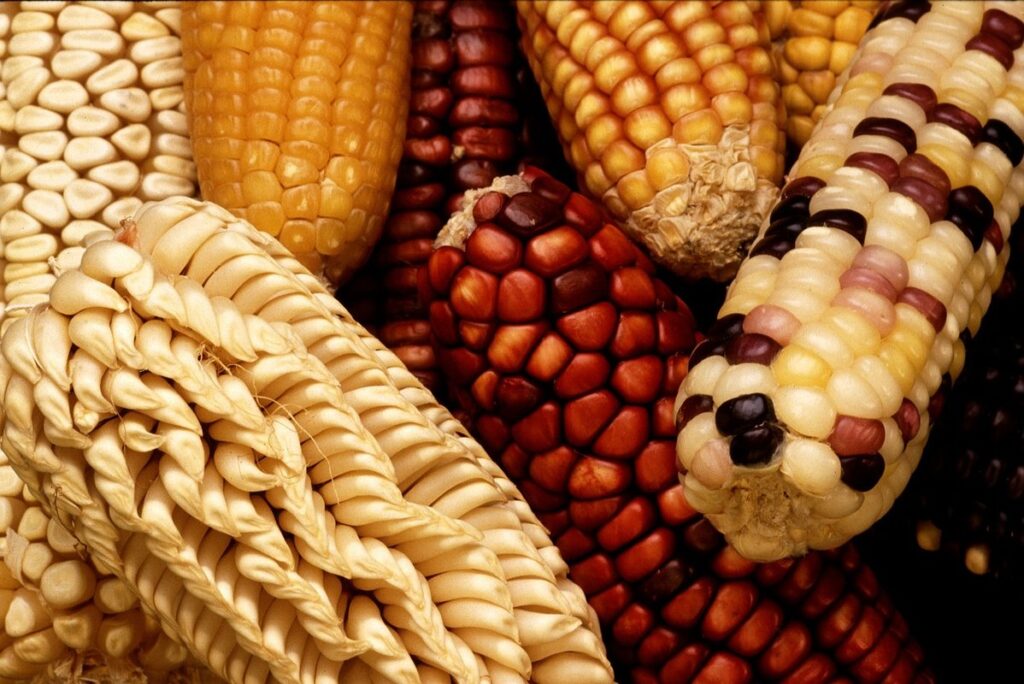 genetically modified chicken