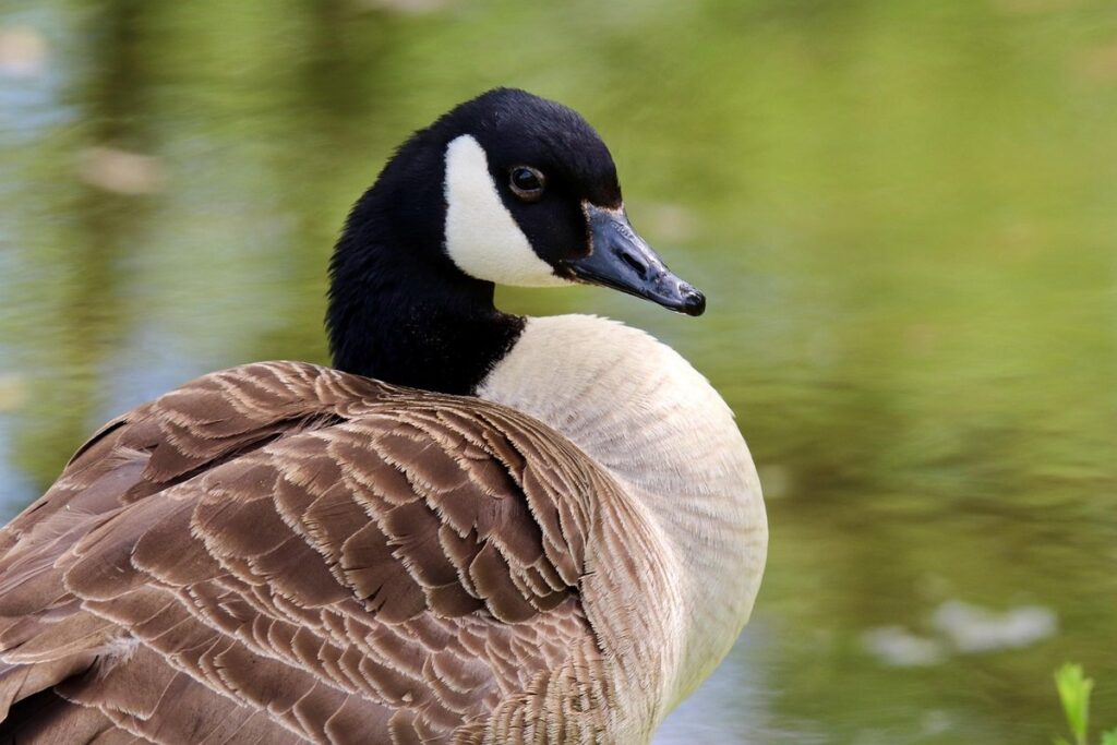 goose behavior in backyard flocks