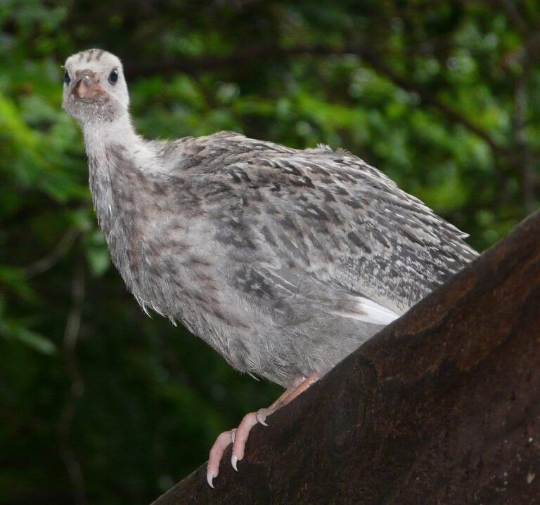 guinea fowl keets