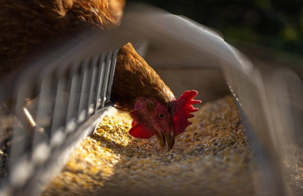 what to feed guinea hens
