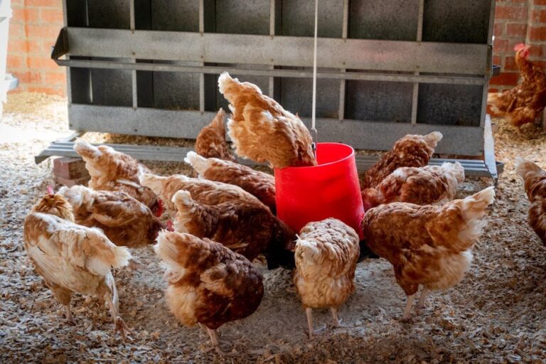 hemp bedding for hens