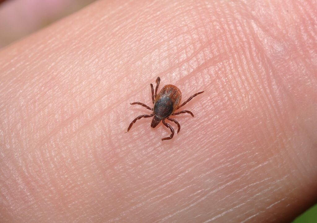 hen lice treatment