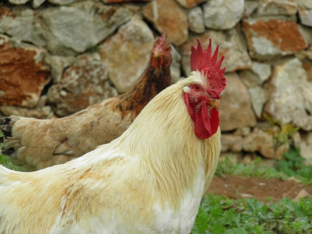 hen or cockerel