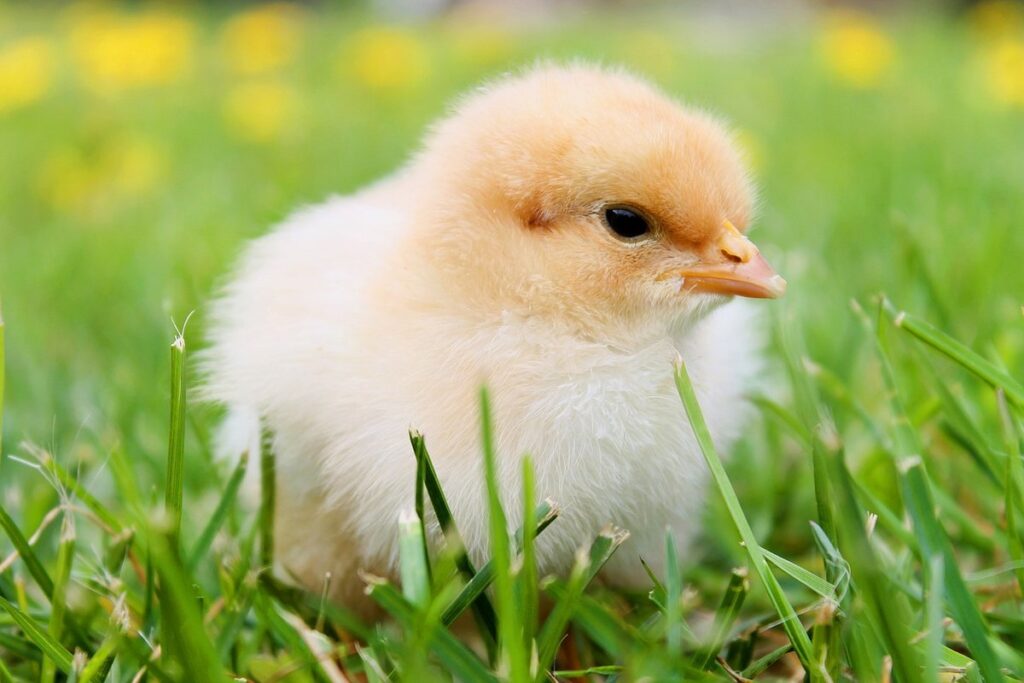anatomy of a chick for poultry keepers