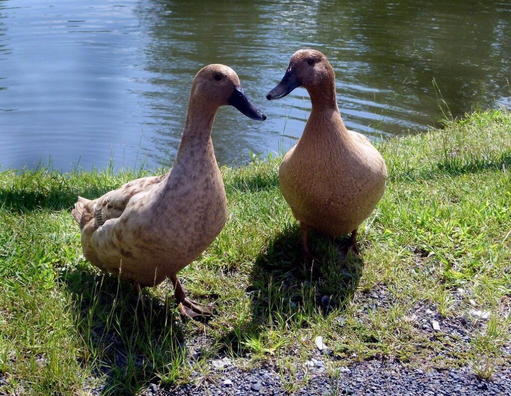khaki campbell ducks