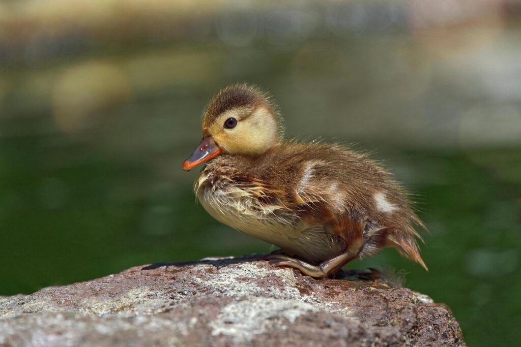 khaki ducklings