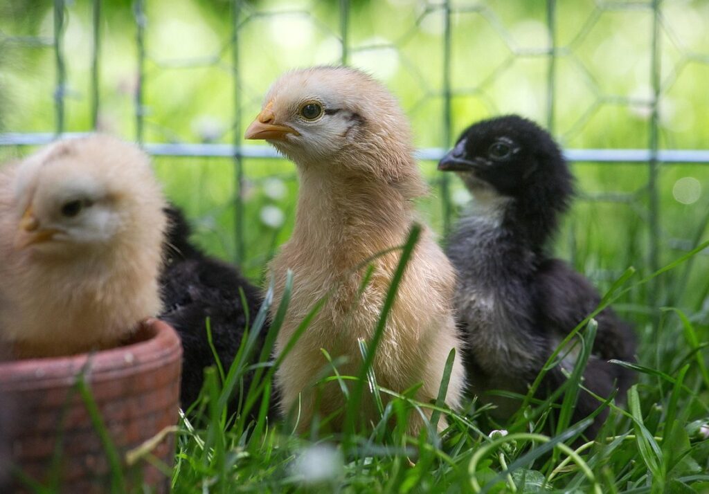 layer poultry feed
