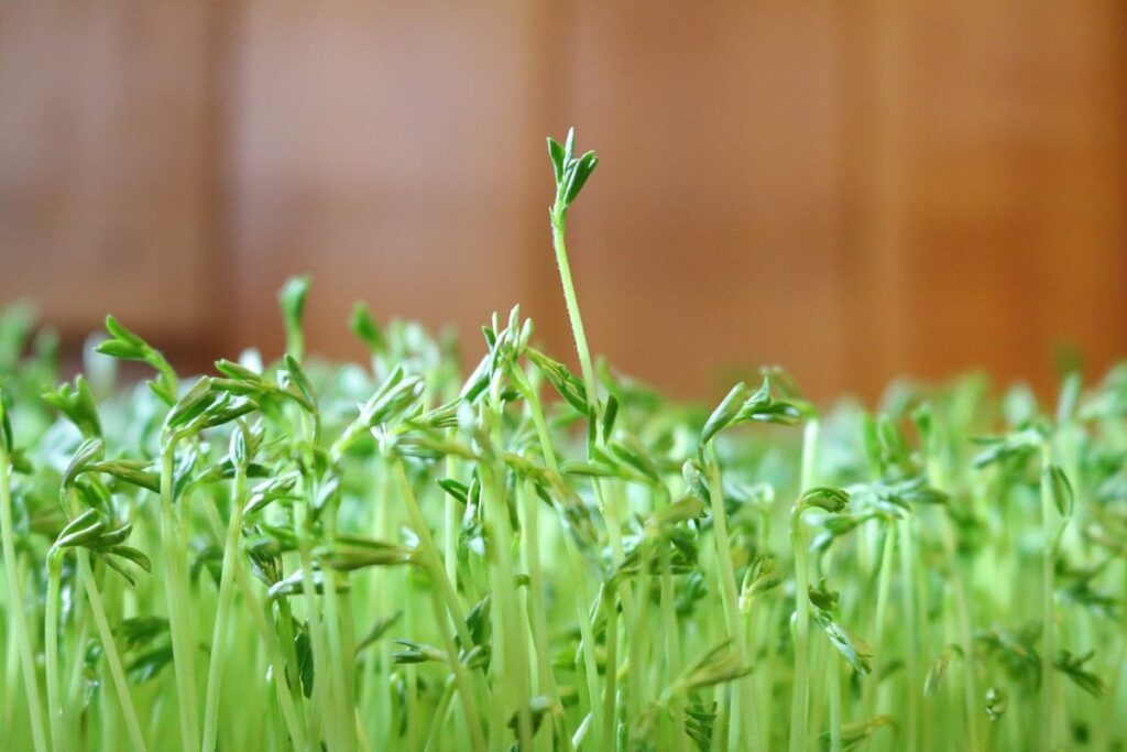 how to sprout lentils for chickens