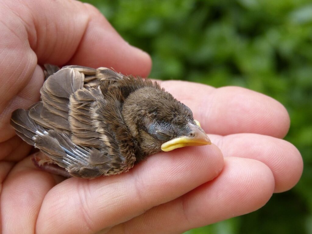 looking after chicks