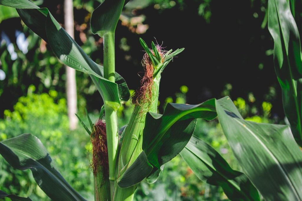 maize for chickens