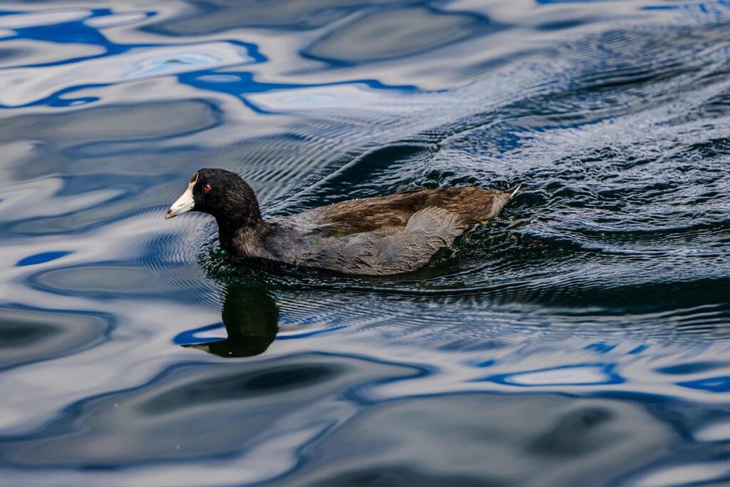 do mallard ducks fly