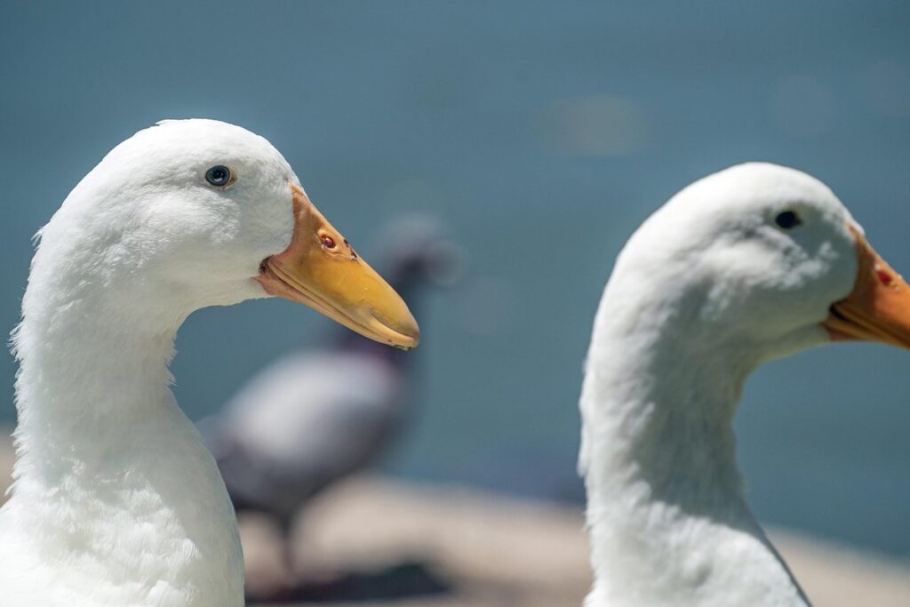 mallard pekin hybrid