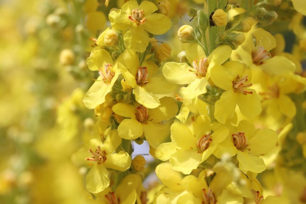 how to harvest mullein for chickens