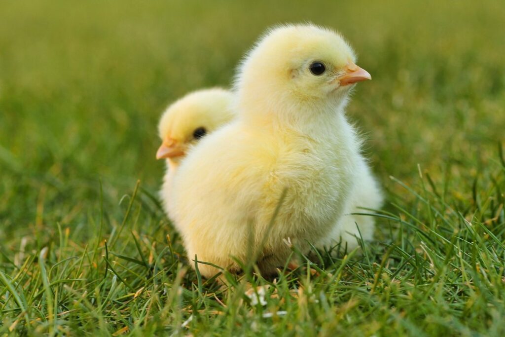 1 day old chick