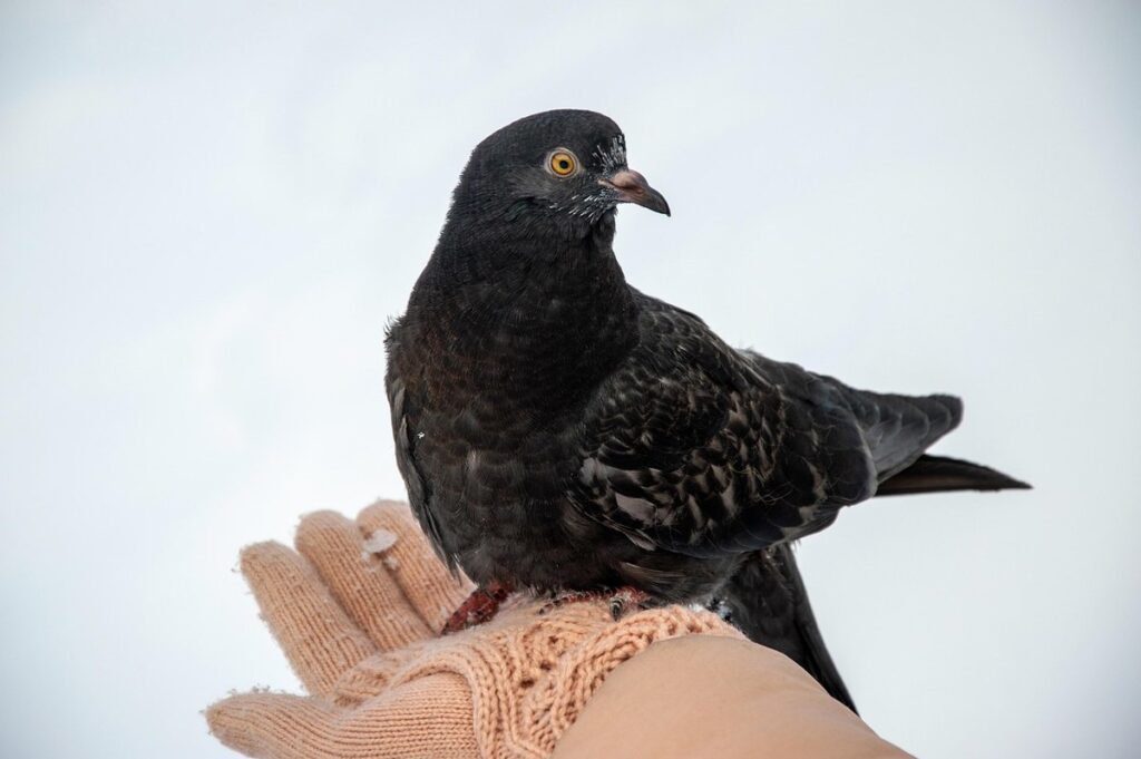 what to feed chickens in winter