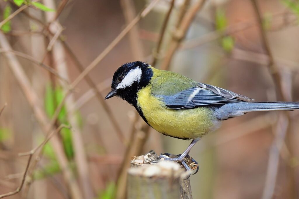 non gmo meat bird feed