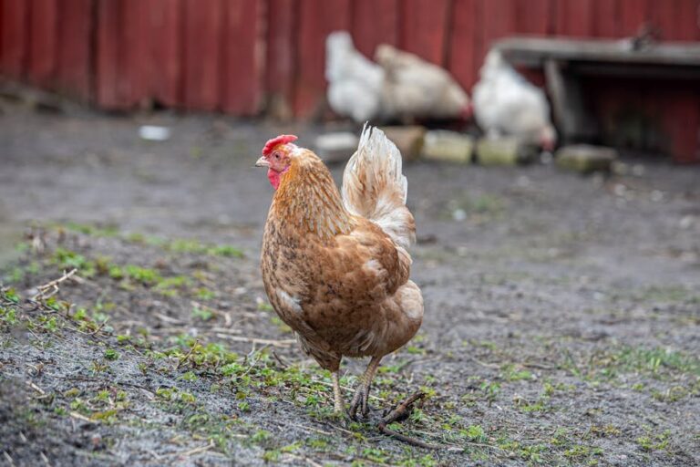 non gmo chicken feed