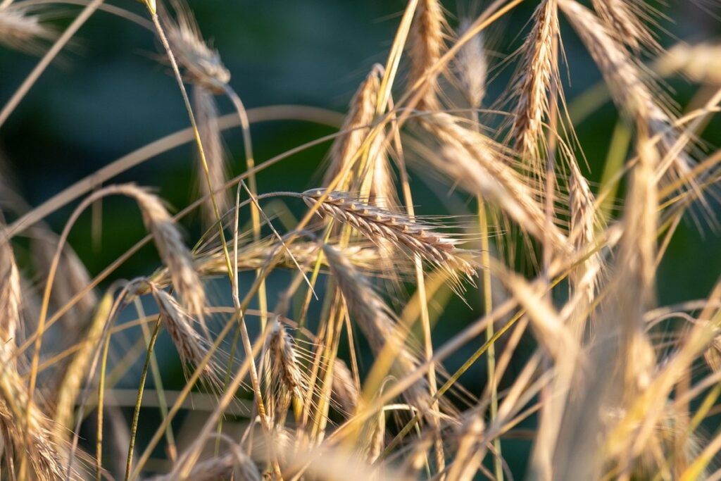 is organic corn non gmo