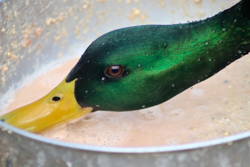 organic duck feed