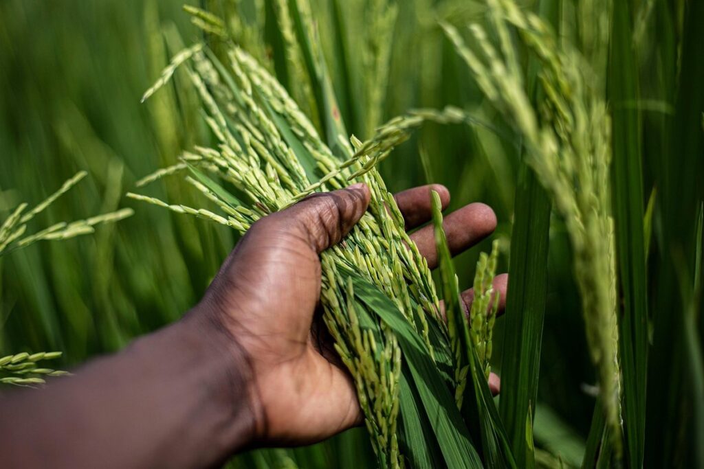 organic scratch grains
