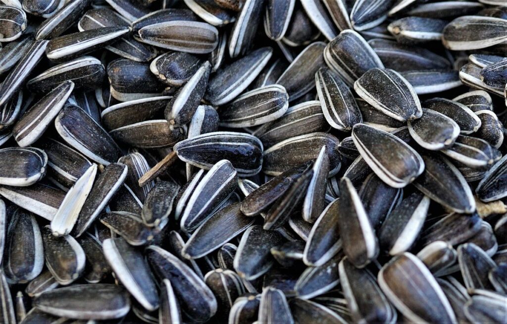 organic turkey feed