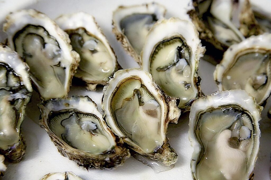 flaked oyster shells for chickens