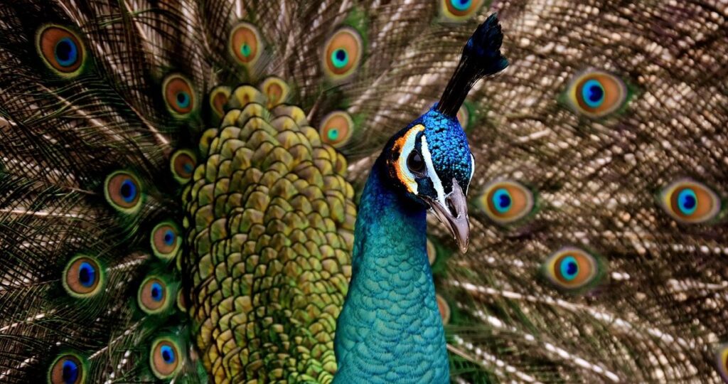 peacock breeding season