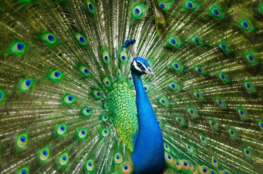 peacock vs peafowl